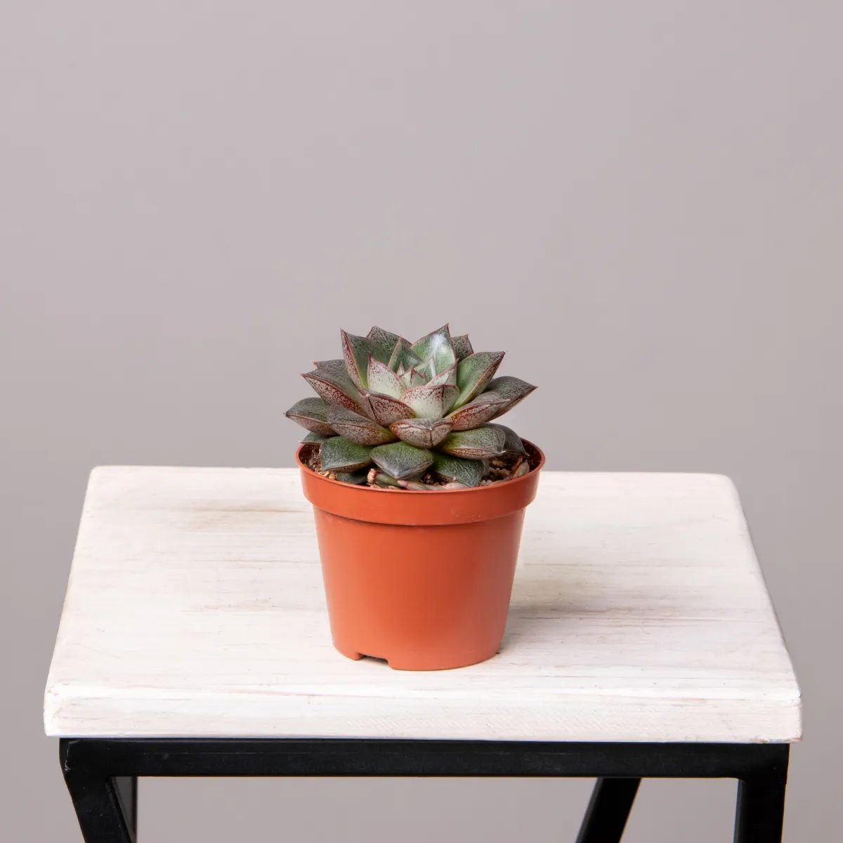 Эхеверия Мексико_4