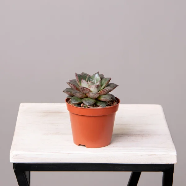 Эхеверия Мексико_4