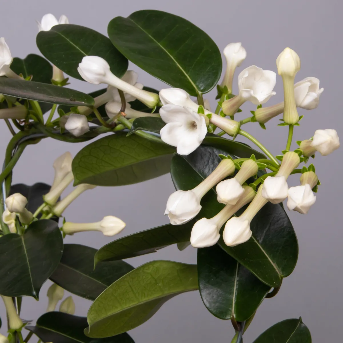 Стефанотис