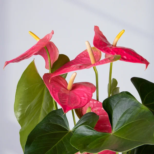 Антуриум Розовый в розовой керамике3