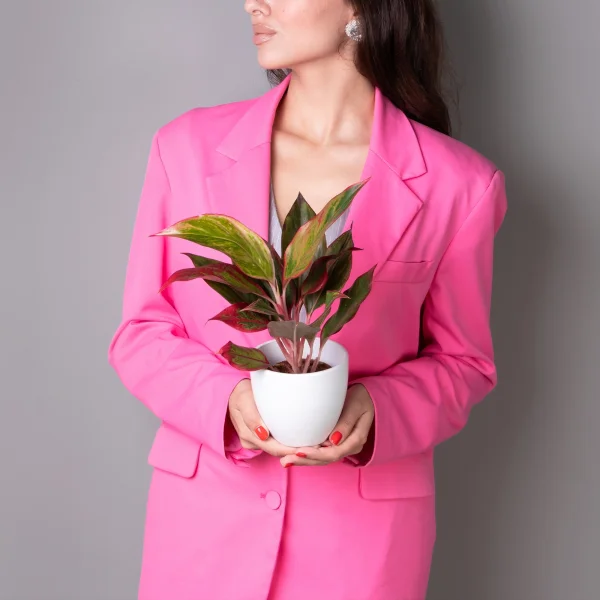 Аглаонема Сиам Аврора К_2