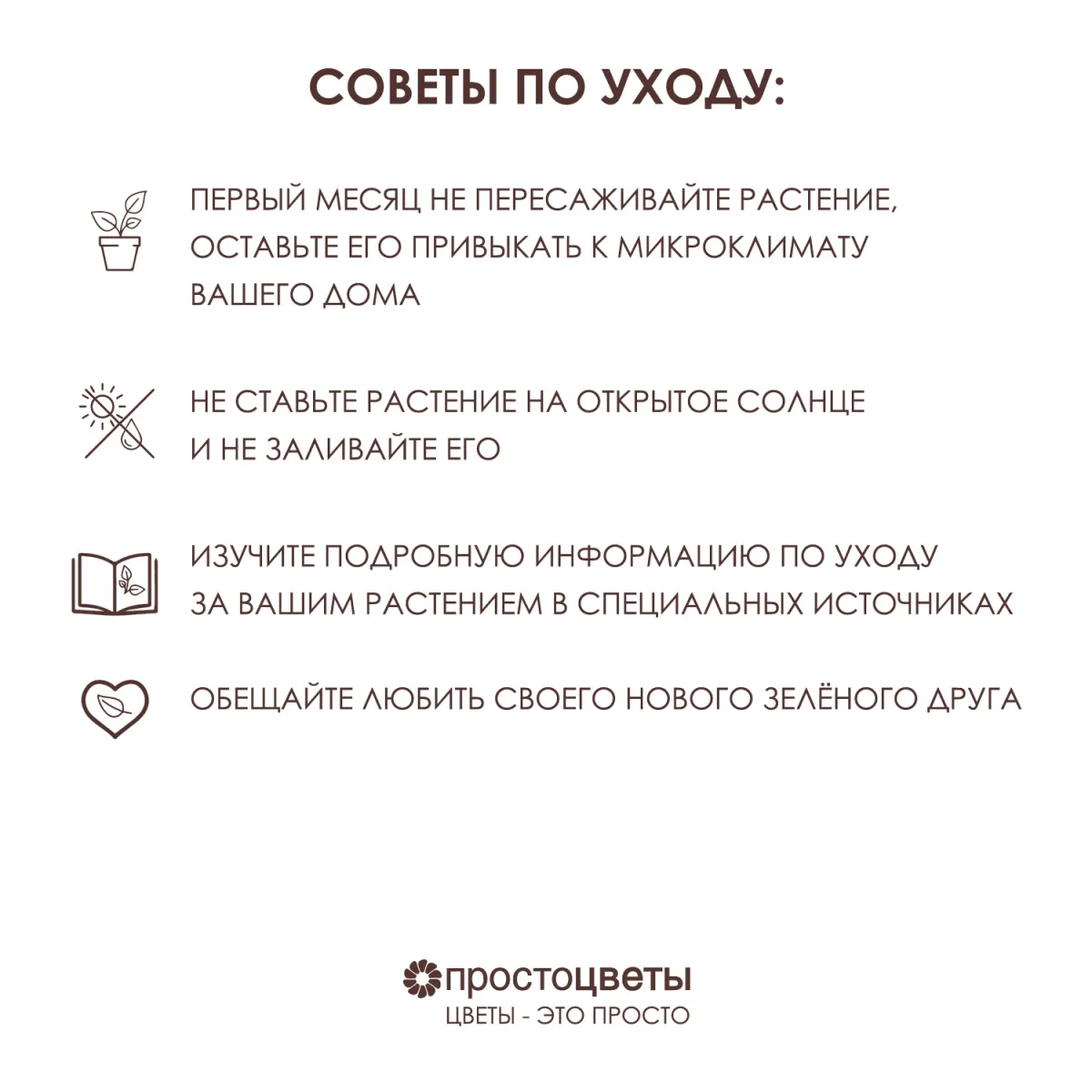 Спатифиллум Купидо_5