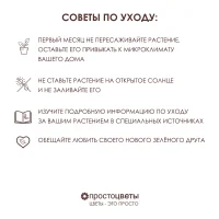 Спатифиллум Купидо_5