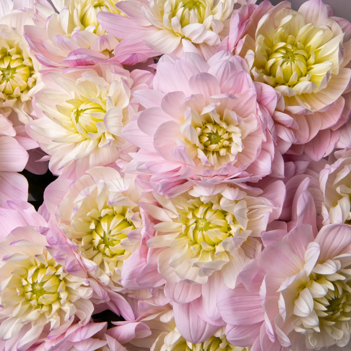 Букет Георгин "Принцеса Кэт"_3