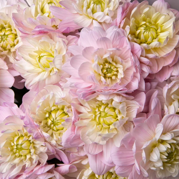 Букет Георгин "Принцеса Кэт"_3