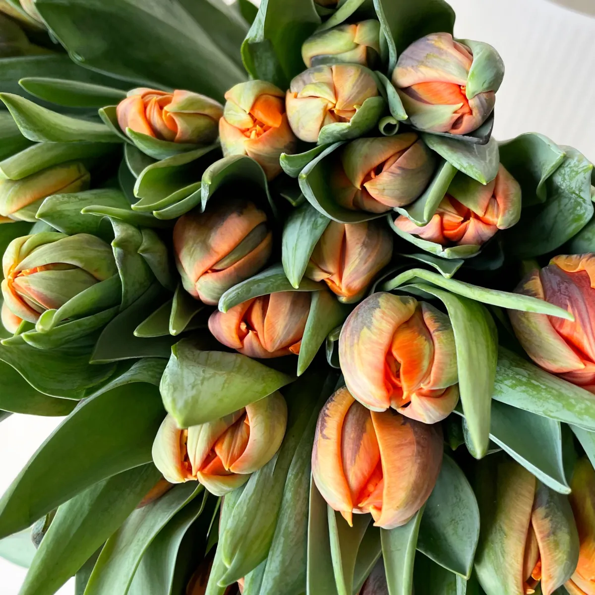 Тюльпан "Ду Оранж Принцесс"