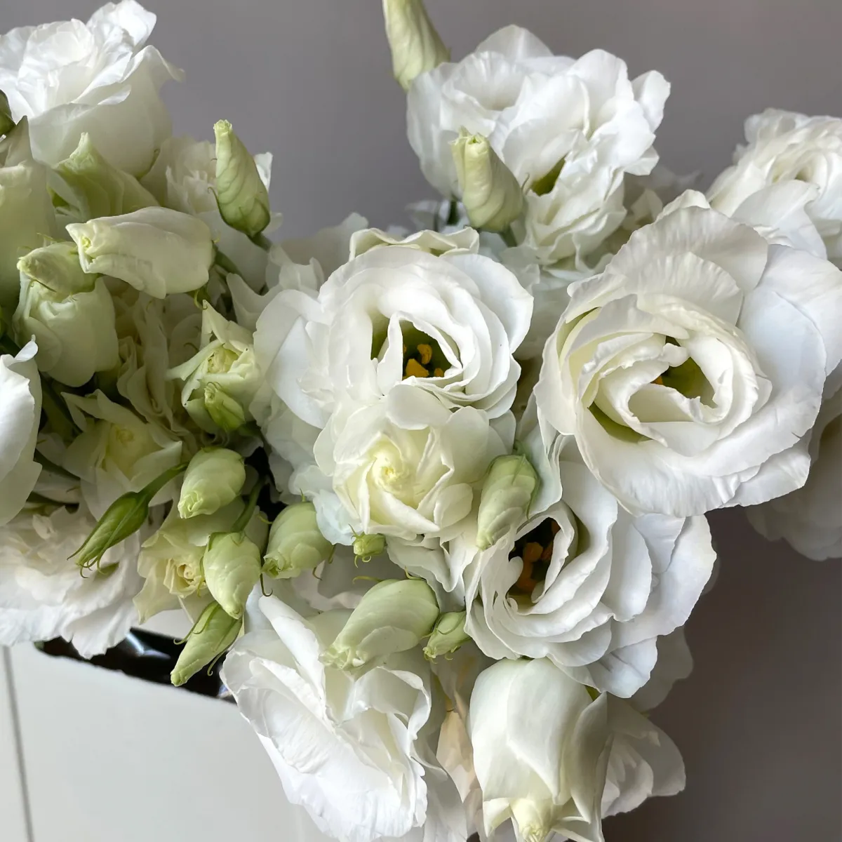 Лизиантус "Ду Арена Джиант Вайт"_3