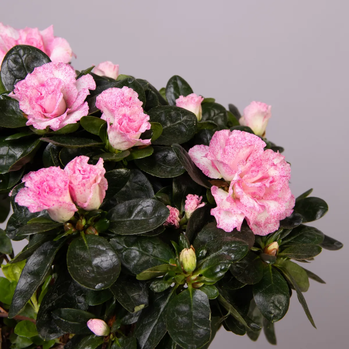 Азалия Индика Розовая 3