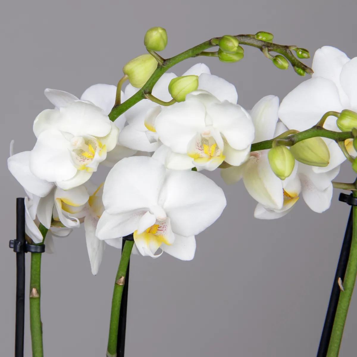 Фаленопсис Белый 3 ст_3