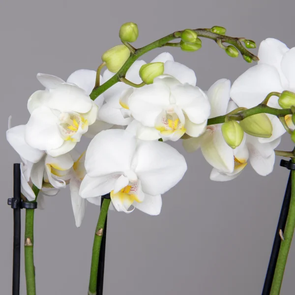 Фаленопсис Белый 3 ст_3