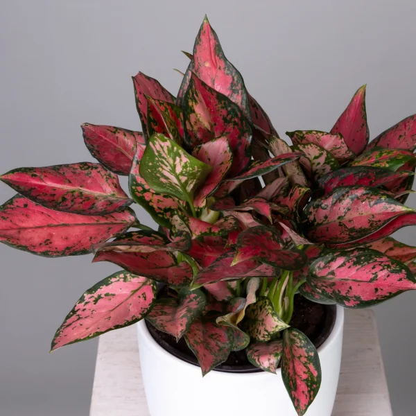Аглаонема Ред Энджел К_3