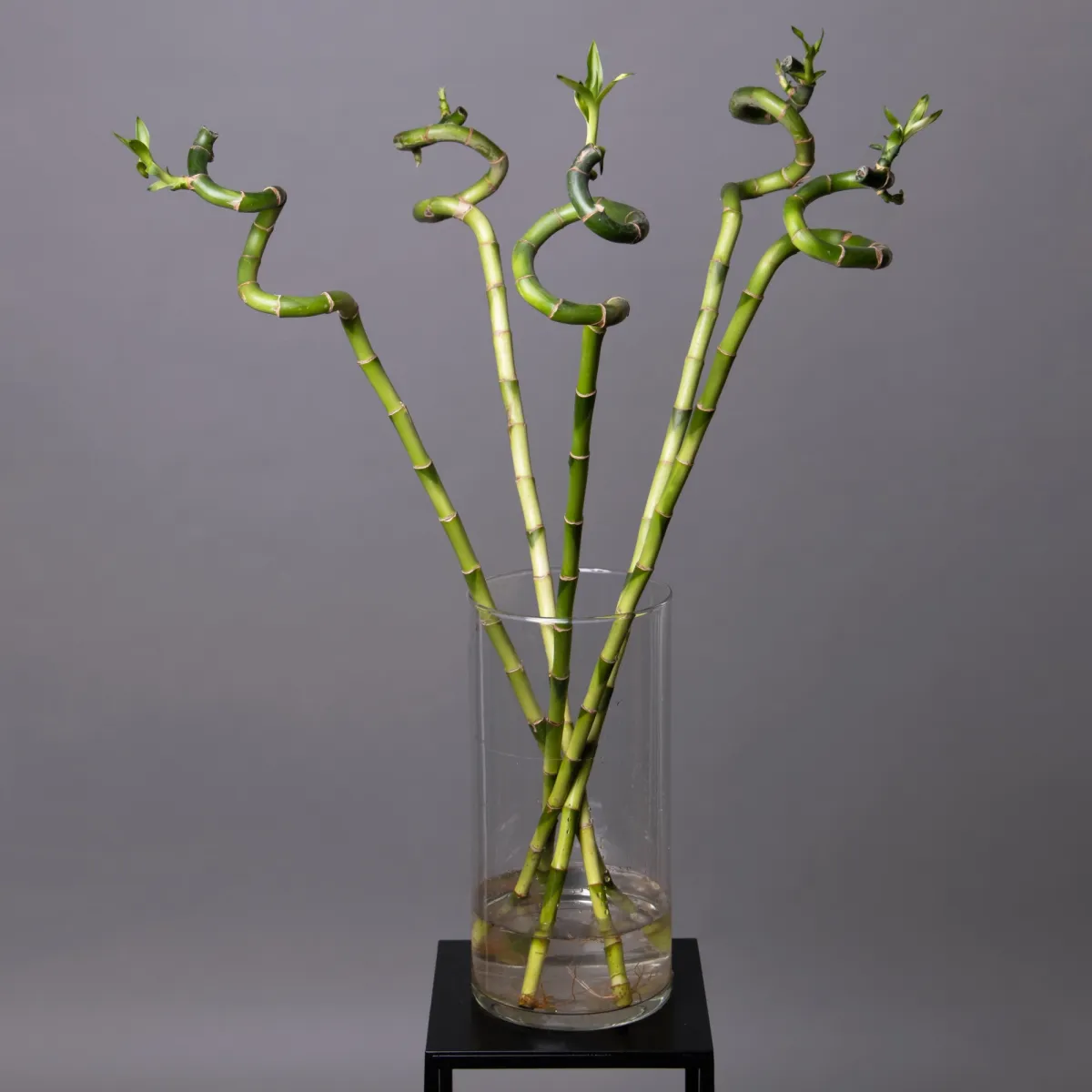 Бамбук Лаки спираль в пробирке