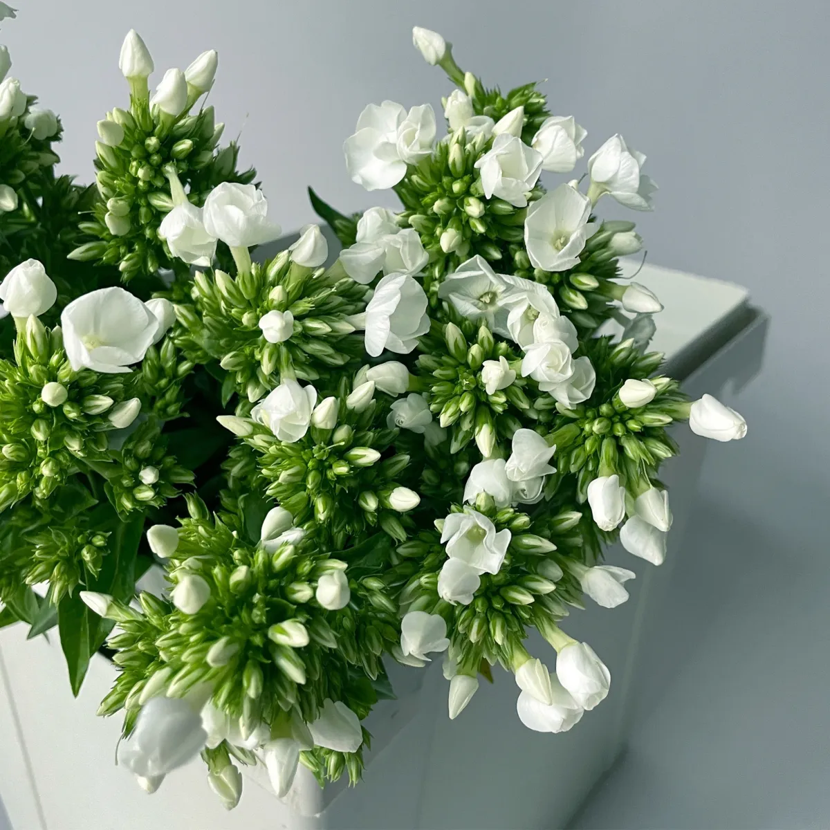 Флокс "Айскап"_3