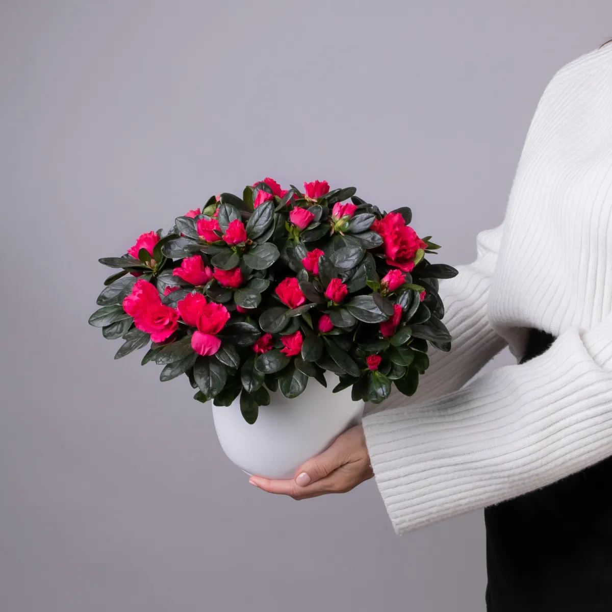 Азалия Индика Красная