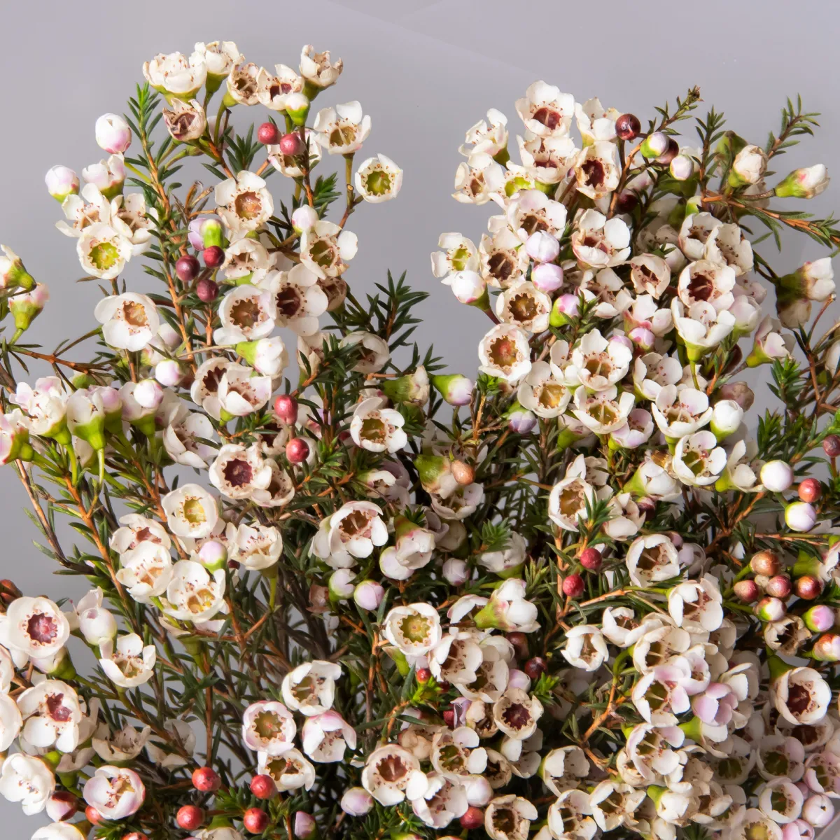 Букет Хамелациум "Белый"_4