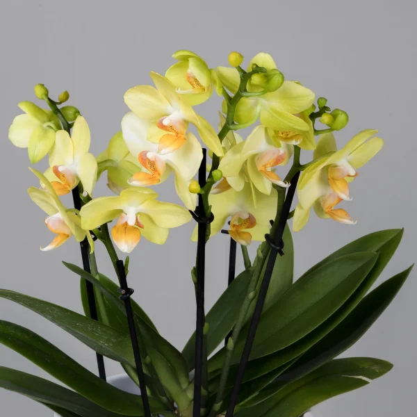 Фаленопсис Дэззлинг Альбенга Желтый 3-4 ст_3