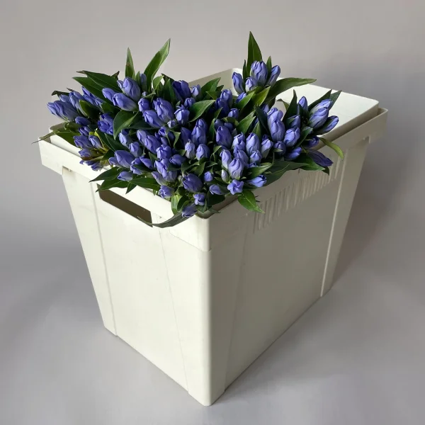 Гентиана "Синяя"_1