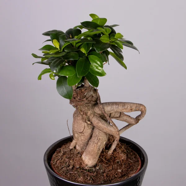 Фикус Микрокарпа Гинсенг в керамике Инфинити_3