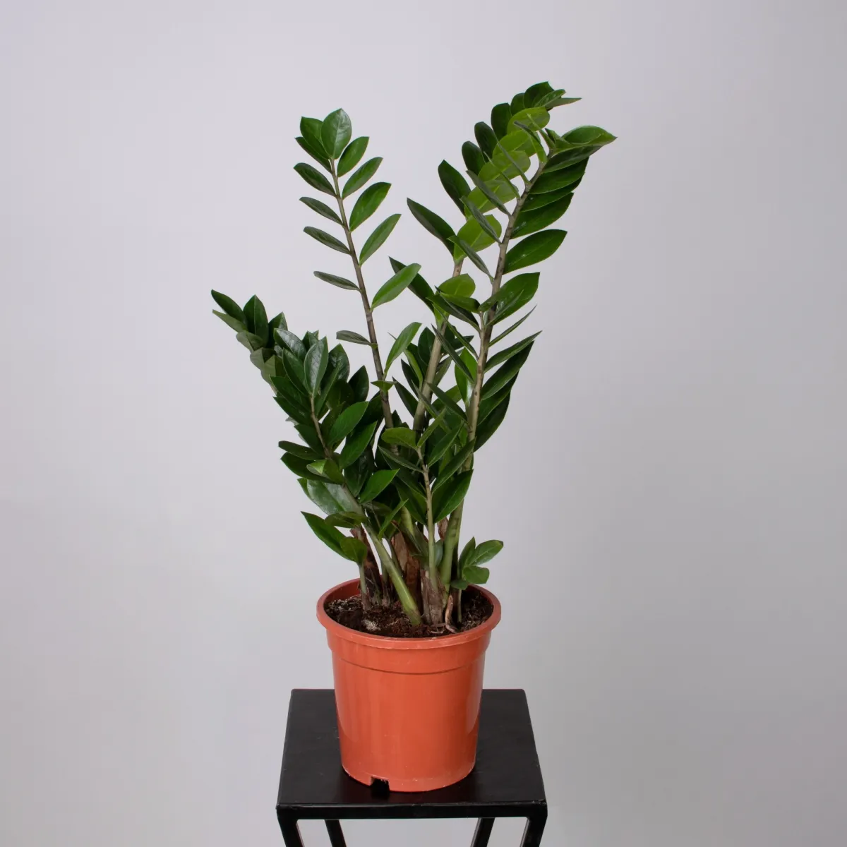 Замиокулкас_4