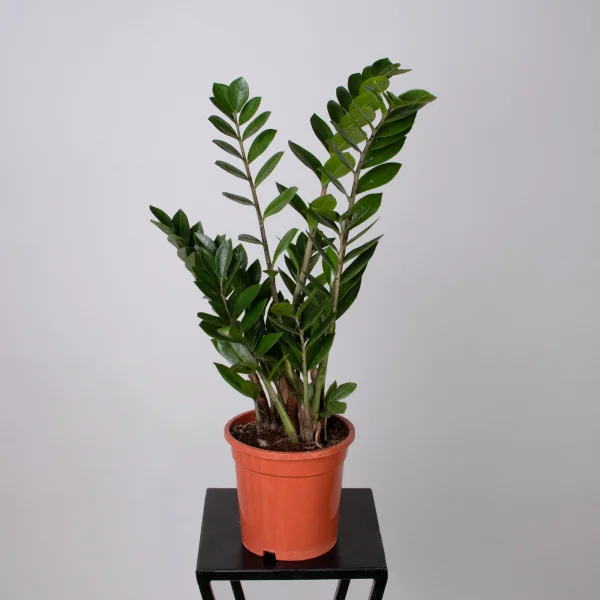 Замиокулкас_4