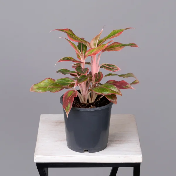 Аглаонема Сиам Пинк_4