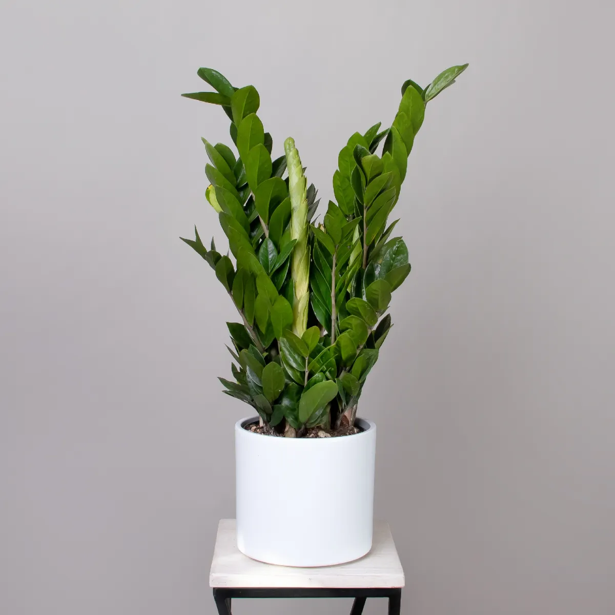 Замиокулкас Замифолия_1