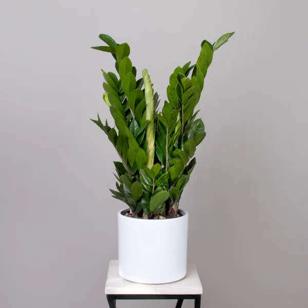 Замиокулкас Замифолия_1