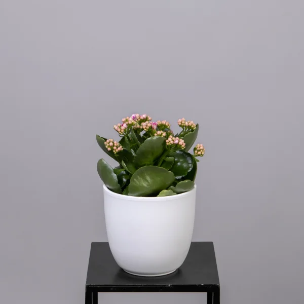 Каланхое Малиновое