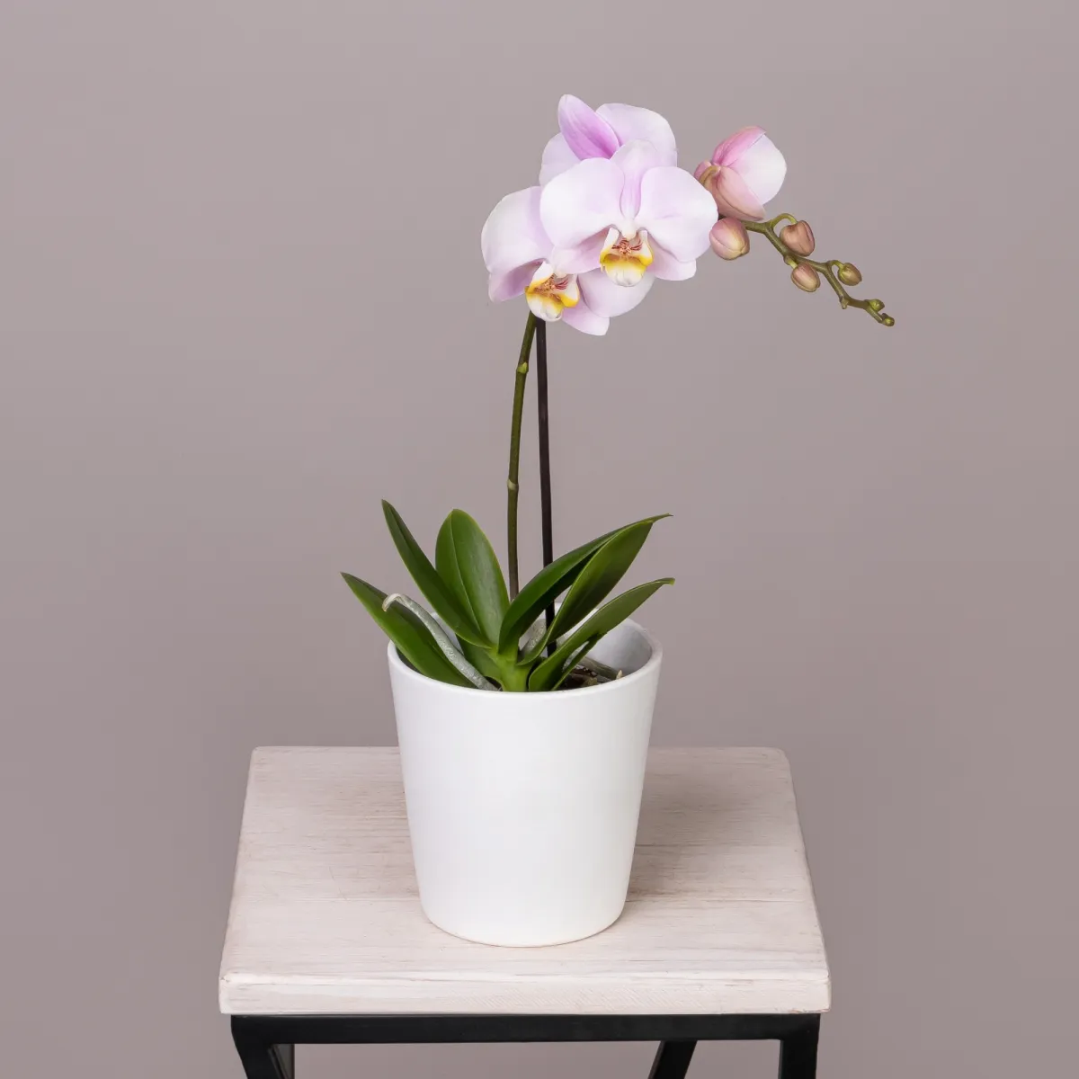 Фаленопсис Колибри Розовый 1 ст_1