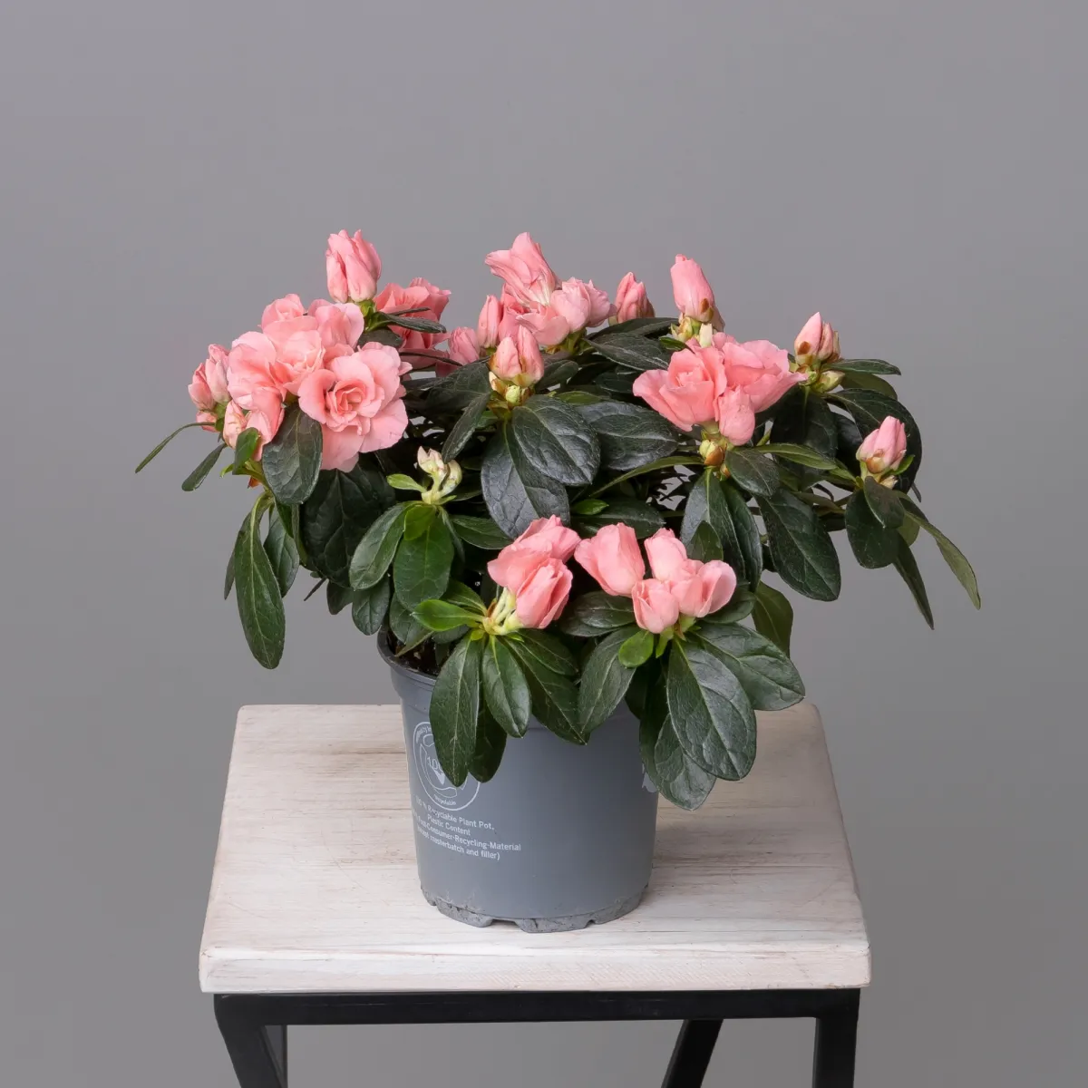 Азалия Тесла Лососевый_4