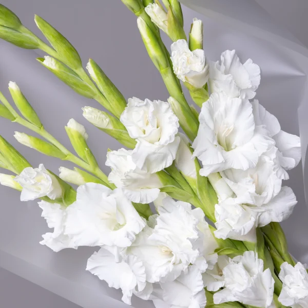 Букет Гладиолус "Эссеншл"_5