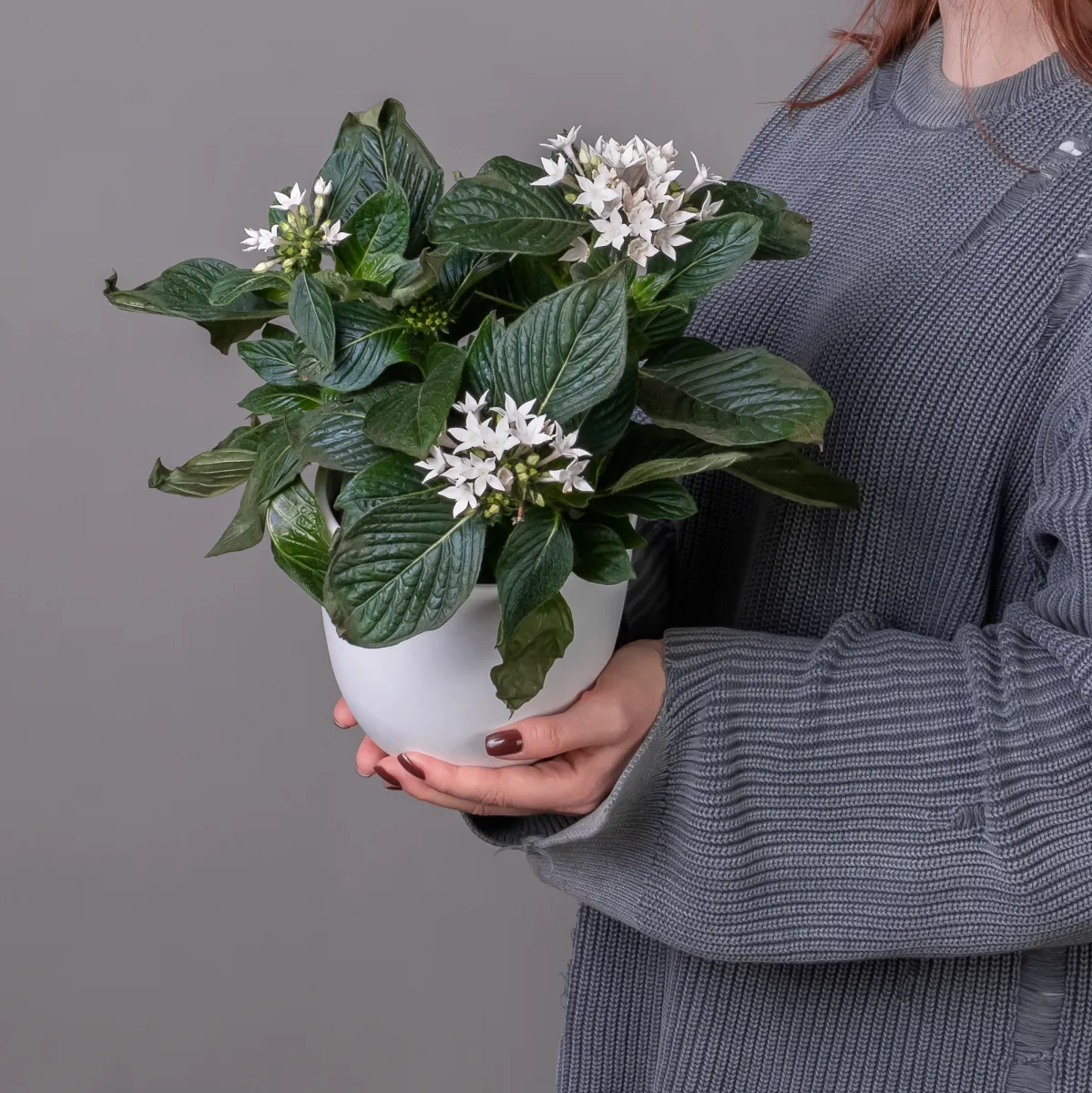 Пентас Белый_1