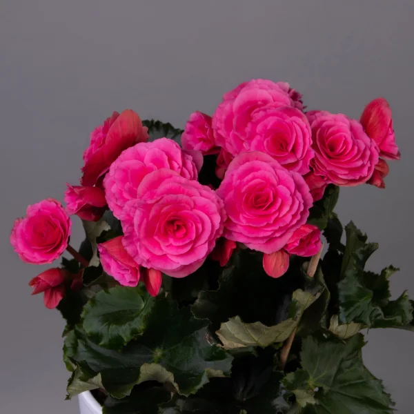 Бегония Элатиор Розовая