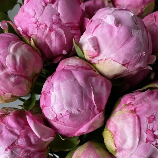 Пион "Александр Флеминг"