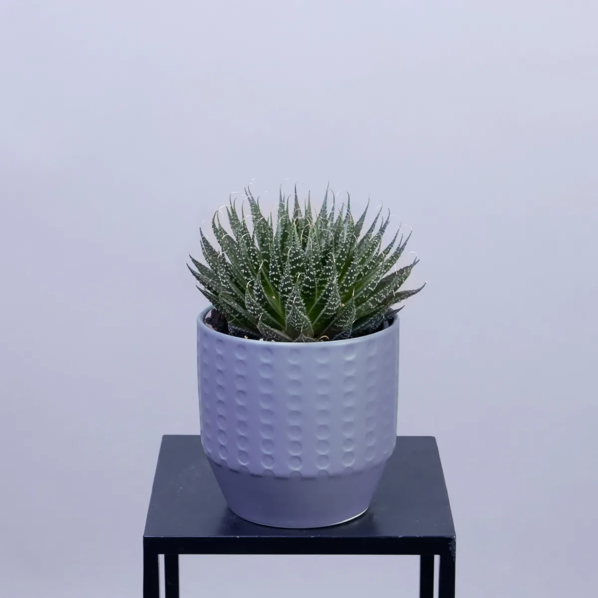 Алоэ Аристата в керамике