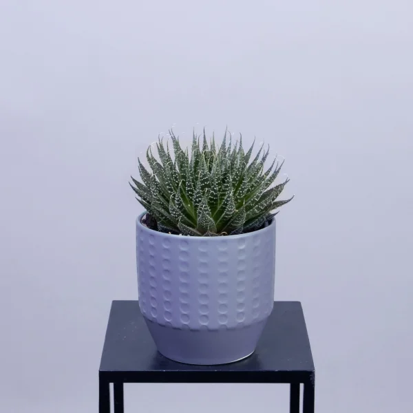 Алоэ Аристата в керамике