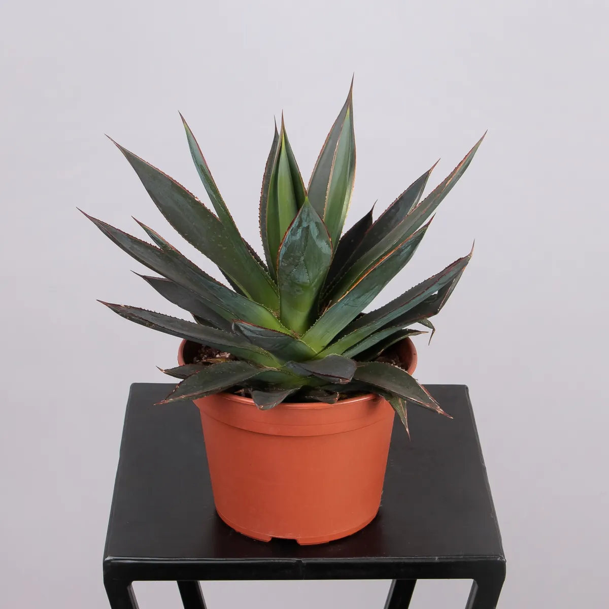 Агава Шака Зулу_4