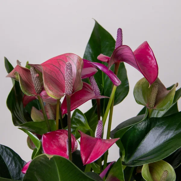 Антуриум андрианум Карма пурпурный3