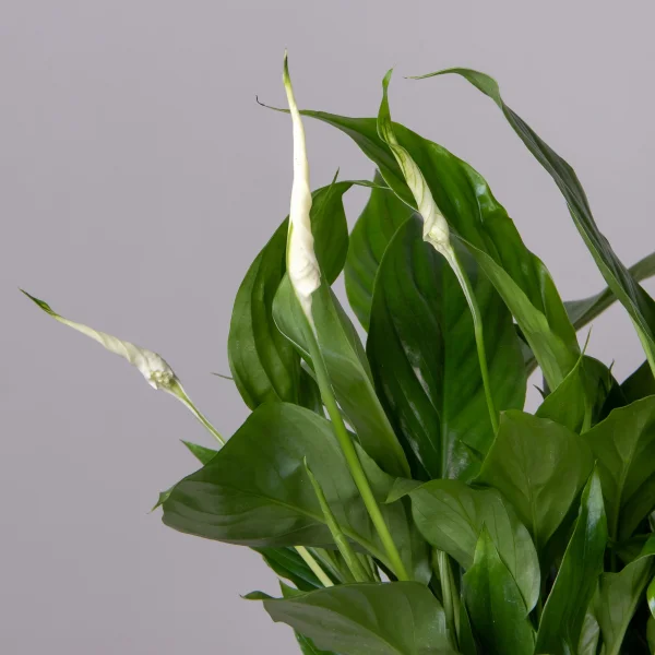 Спатифиллум Беллини _3