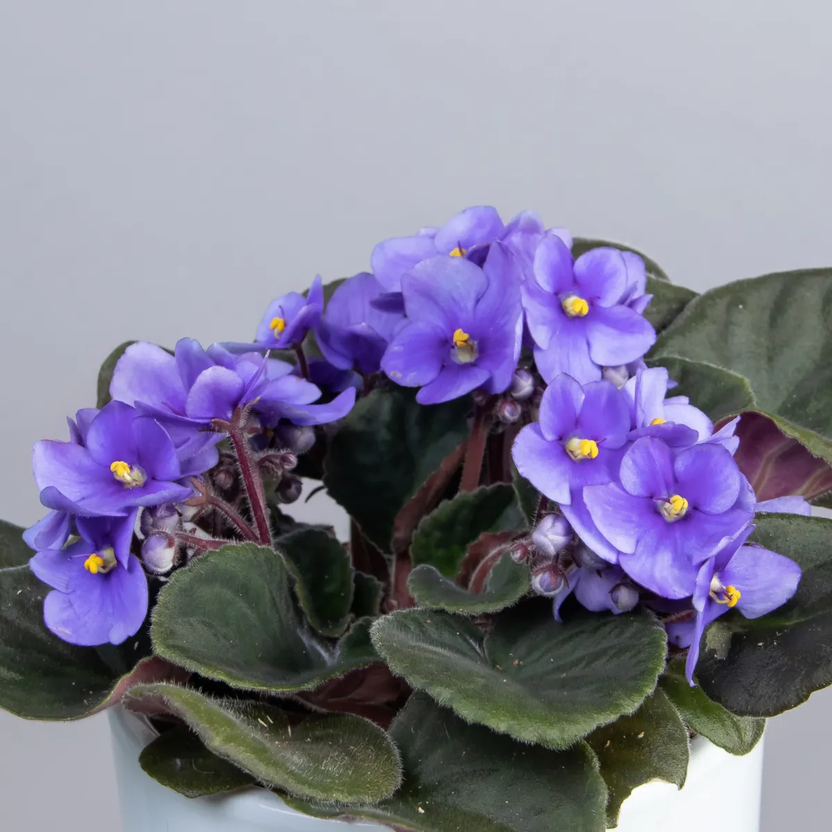 Фиалка Голубая 1