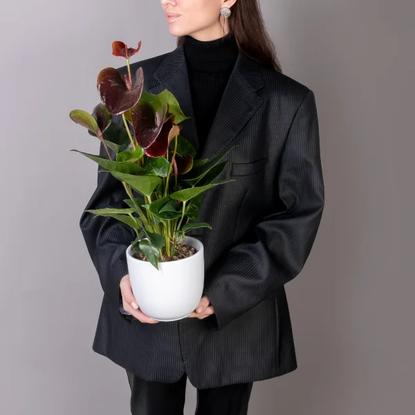 Антуриум андрианум Эссенция_2