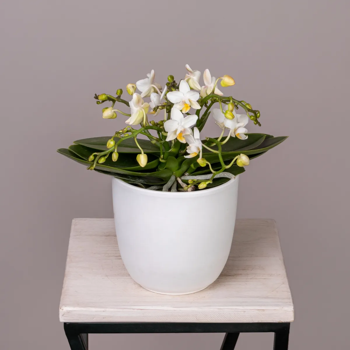 Фаленопсис Тейбл Витни Белый 4 ст_1