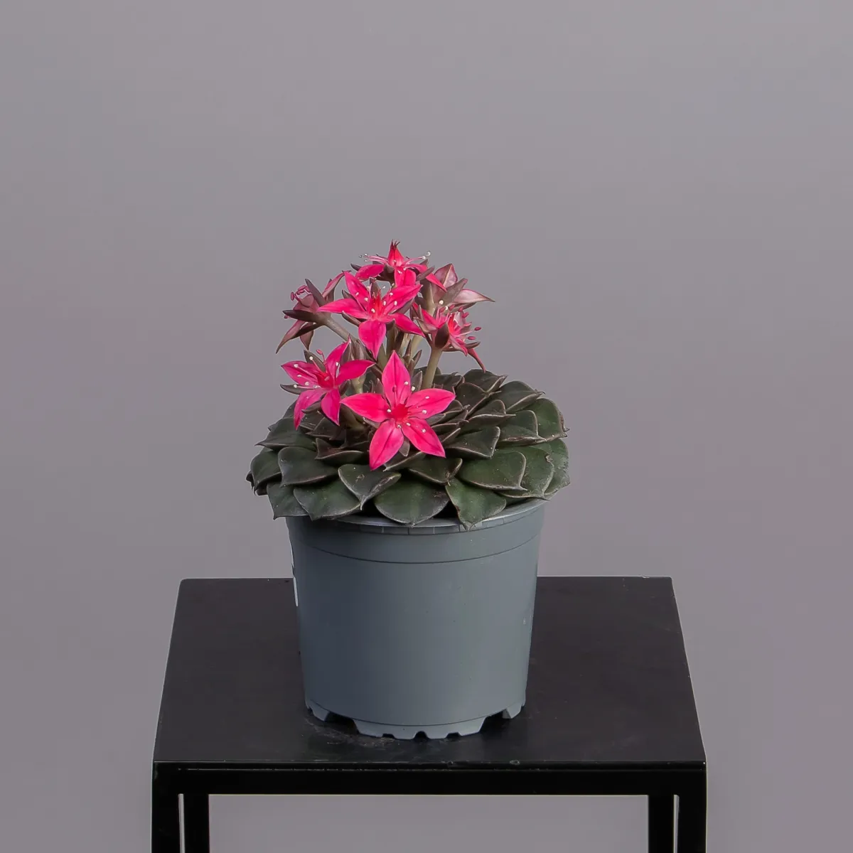 Граптопеталум Цветущий