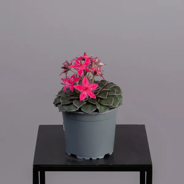 Граптопеталум Цветущий