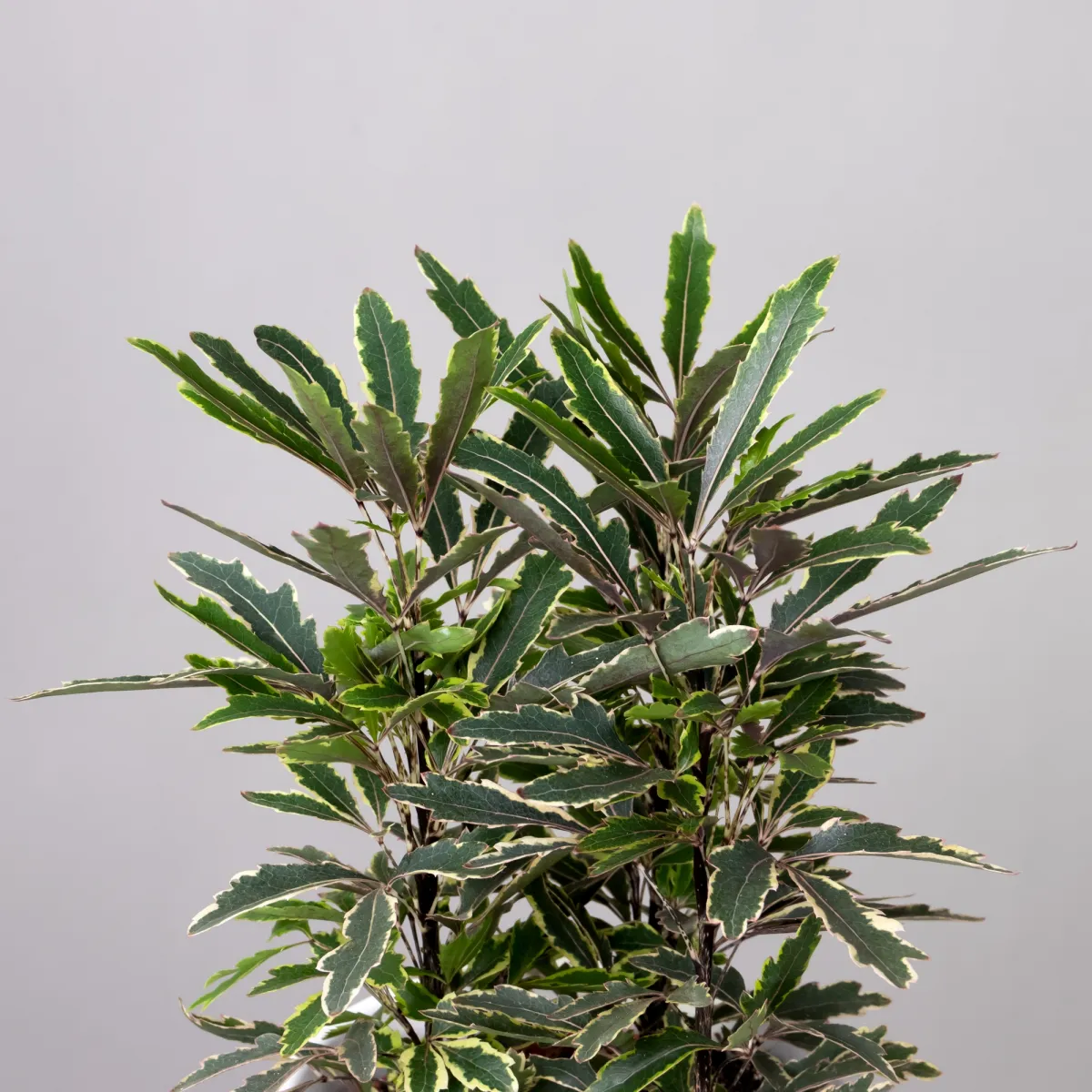 Дизиготека Бианка3