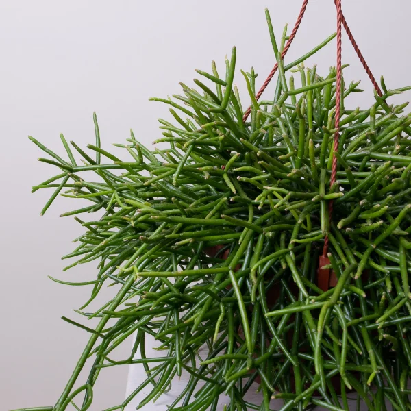 Рипсалис Гетероклада подвесной3