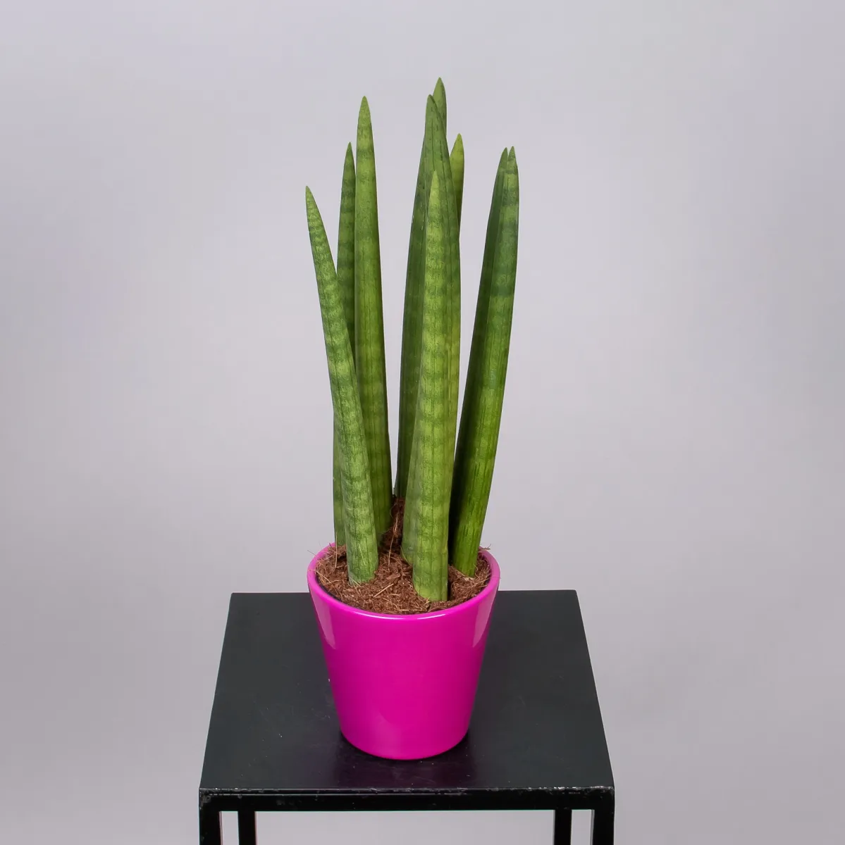 Сансевиерия цилиндрическая Микс в цветной керамике_1