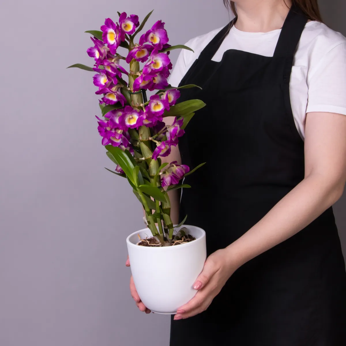 Дендробиум Нобиле Лиловый 1ст