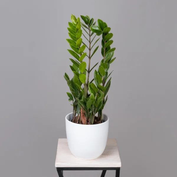 Замиокулкас Лаки_1