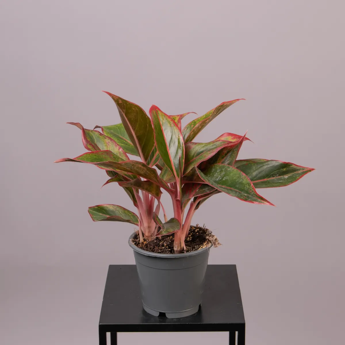 Аглаонема Крит